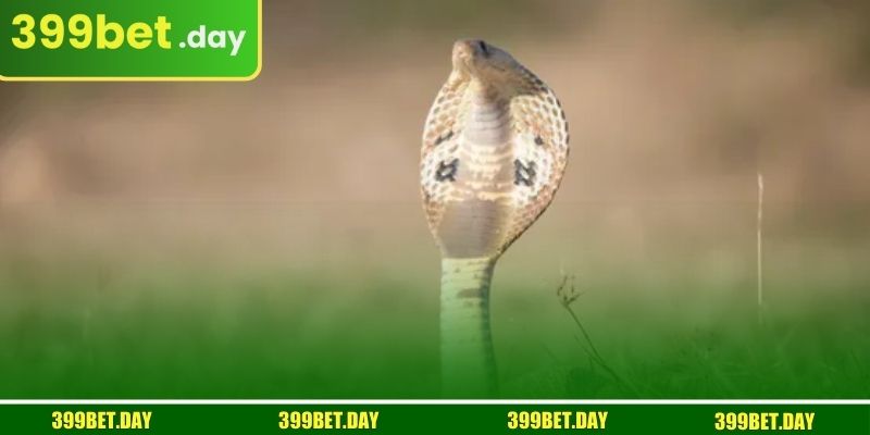 স্বপ্নে সাপ দেখা এর পিছনের মনোবিজ্ঞান